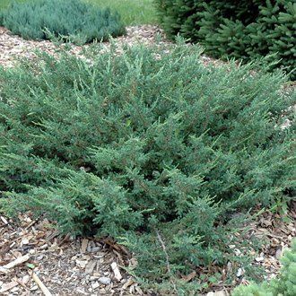 Можжевельник green carpet фото